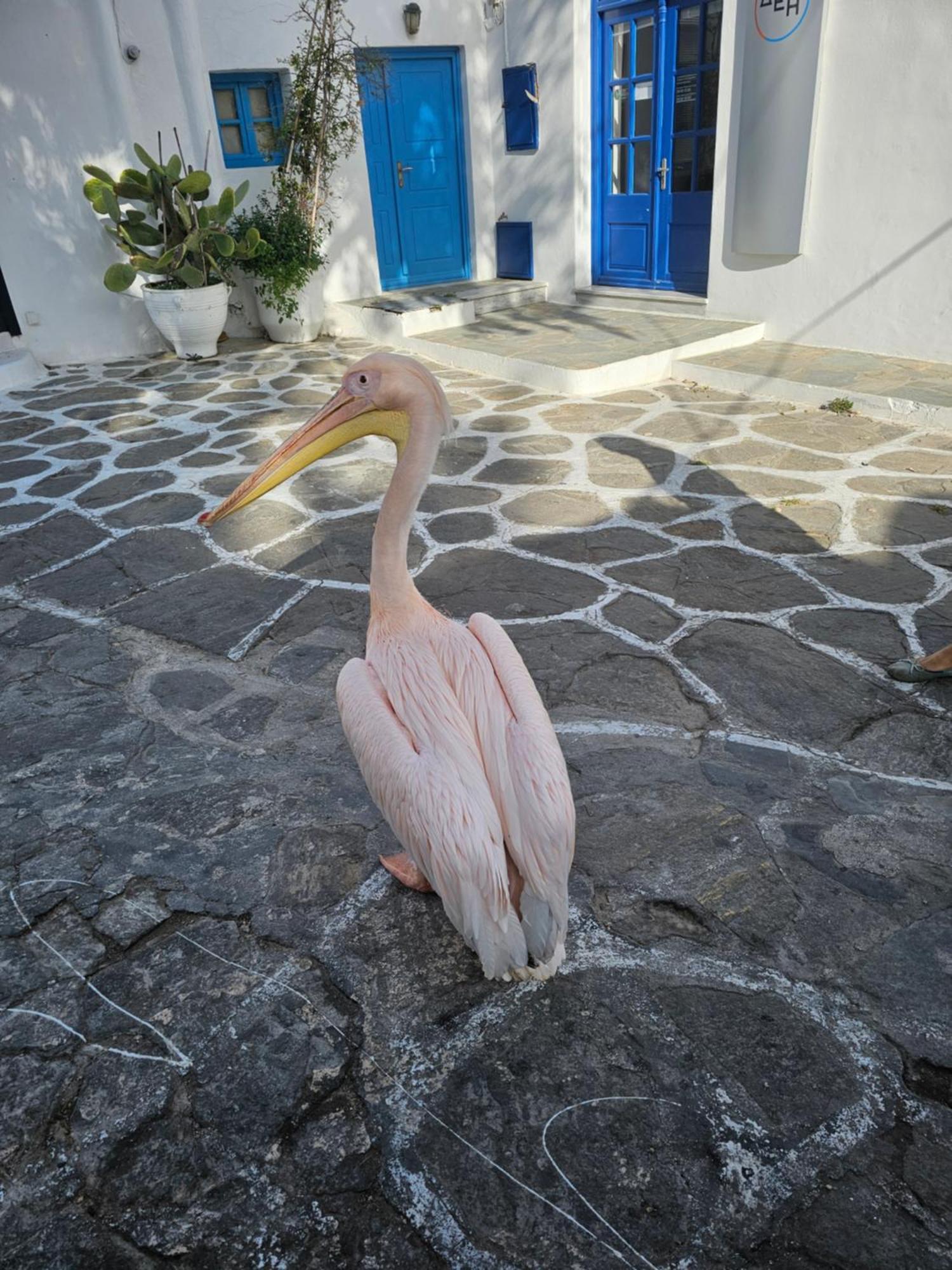 Lalaland Appartement Mykonos Town Buitenkant foto